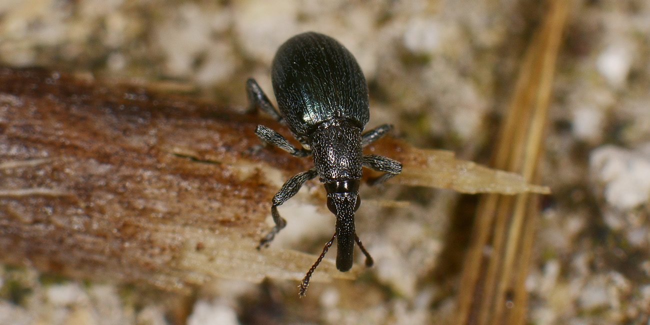 Apionidae elegante? elegante di fatto, ma non di nome: Aspidapion aeneum